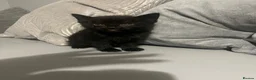 Mixed Breed cats for sale: Two female kittens for sale in Luton - Advert 4