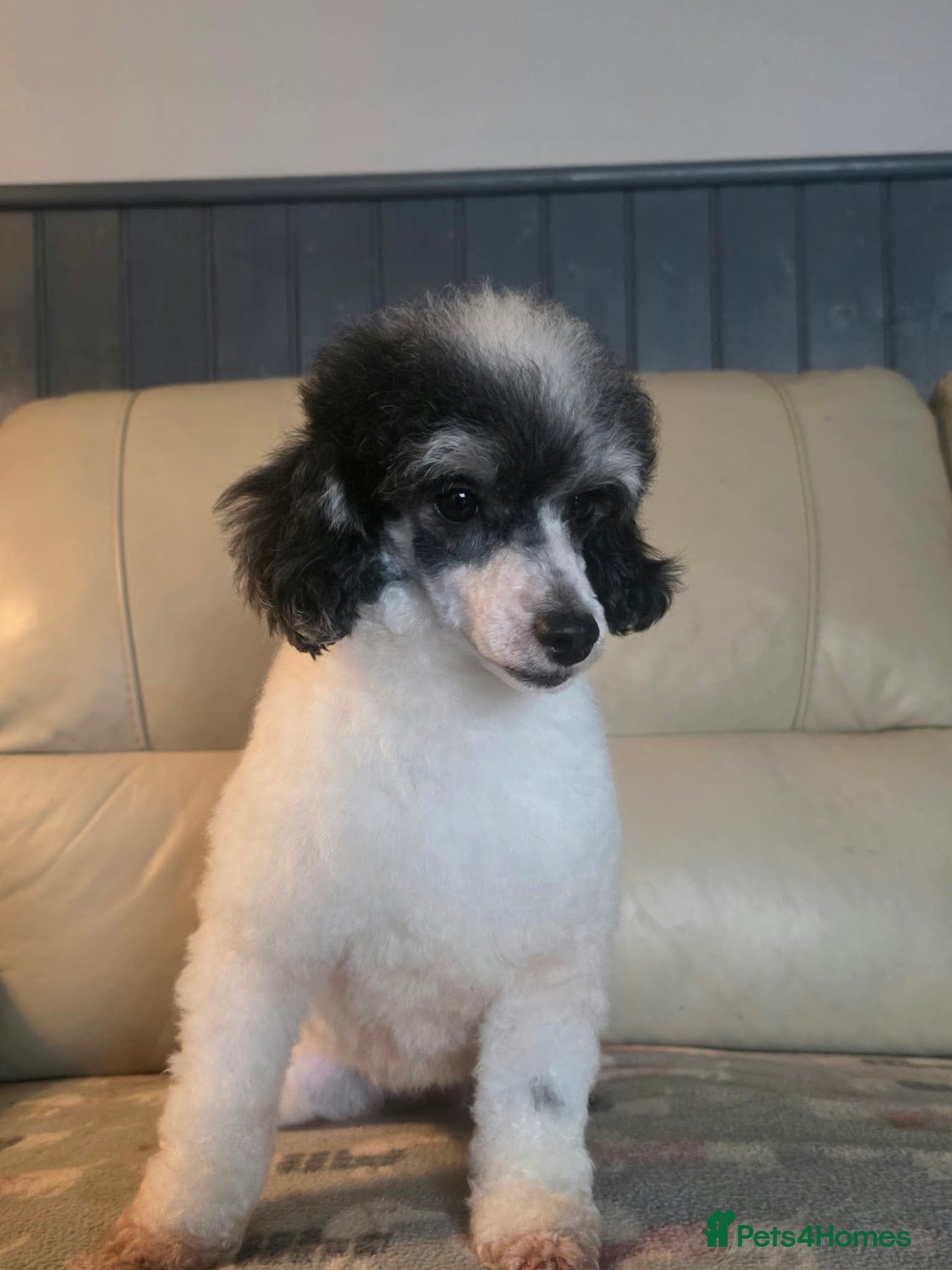 Toy Poodle dogs for sale: Toy poodle girlie looking for a sofa near you  - Advert 1