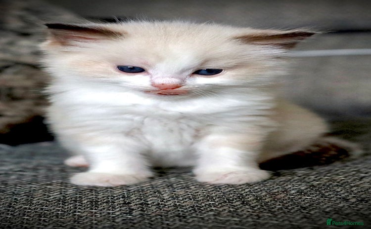 Ragdoll cats GCCF REGISTERED RAGDOLL KITTENS-1 boy available - Advert 1