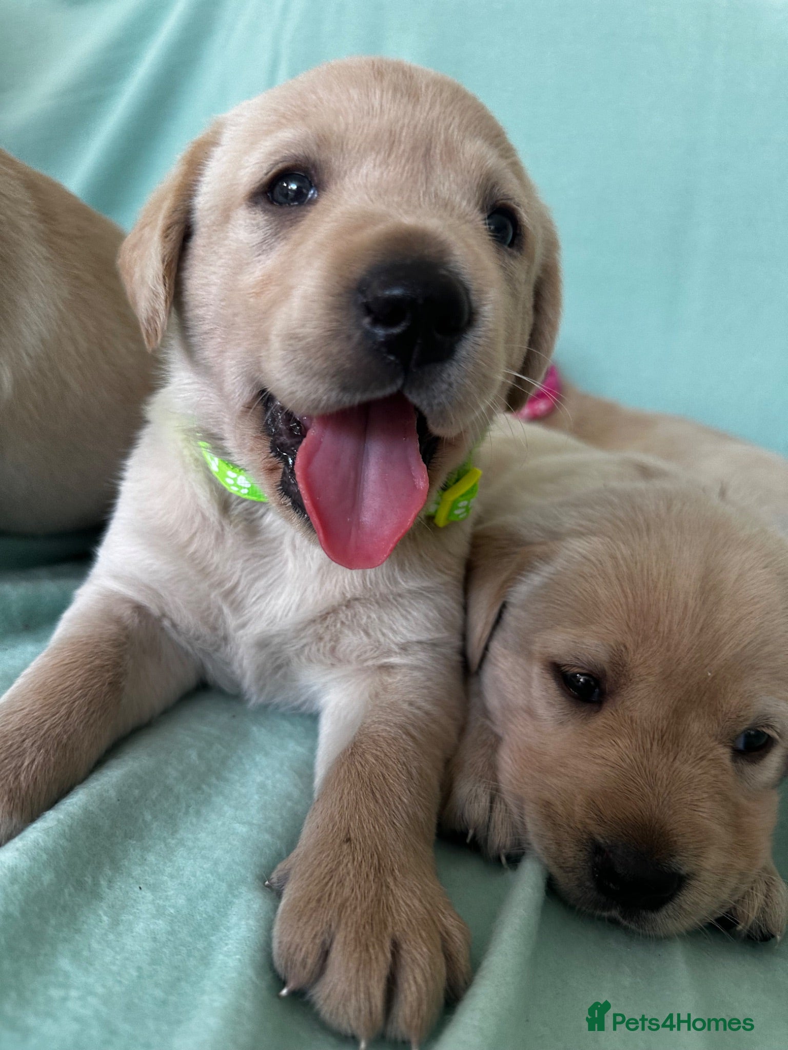 Goldador dogs *Gorgeous Goldador puppies* - Advert 2