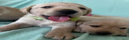 Goldador dogs for sale: *Gorgeous Goldador puppies* in Rotherham - Advert 2