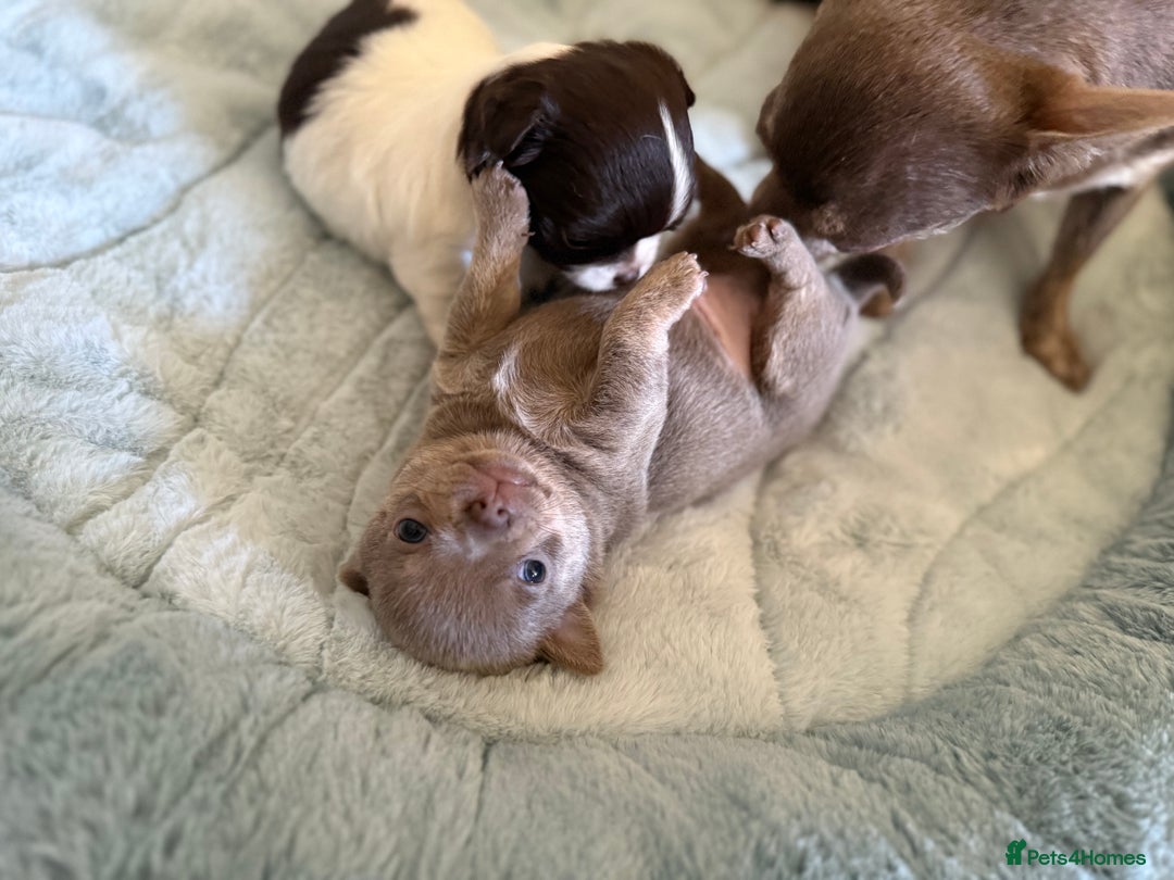 Chihuahua dogs for sale: KC reg Handsome lilac & tan boy 🍎 🐶  - Image 13
