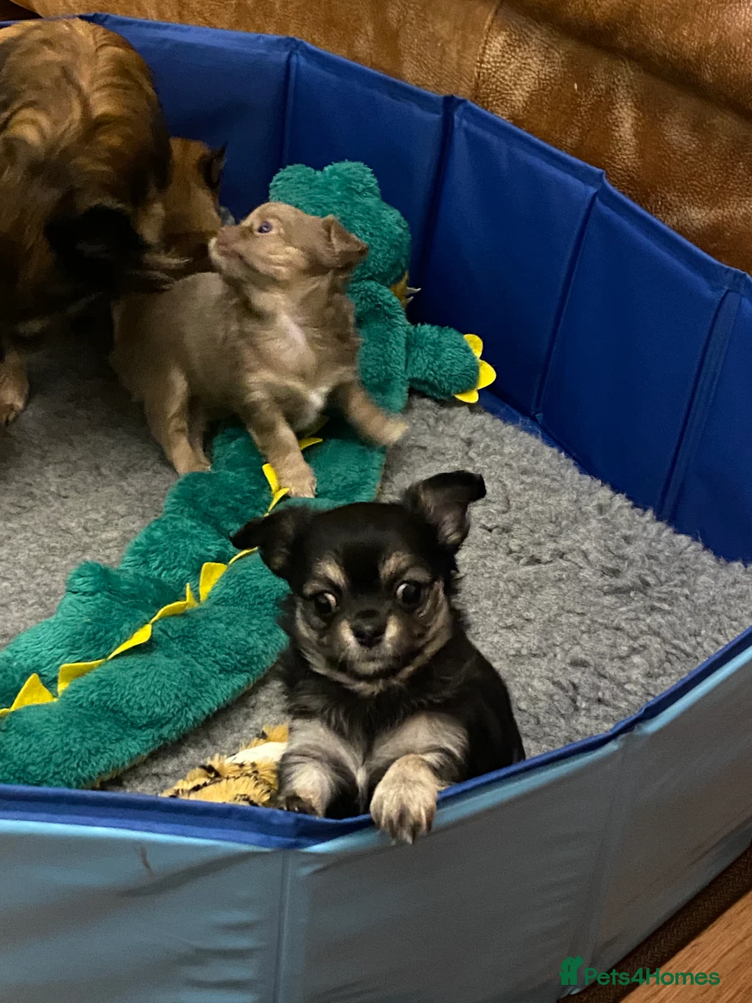 Chihuahua dogs for sale: Black and Tan girl - Advert 11