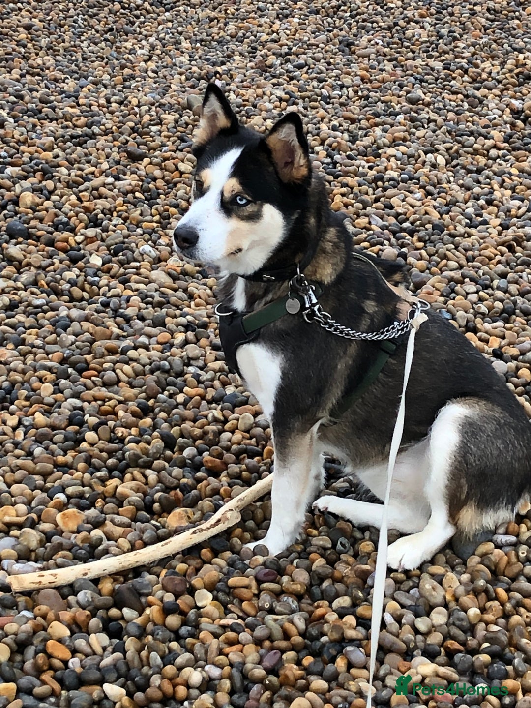 Mixed Breed dogs for sale: Husky cross - Advert 1