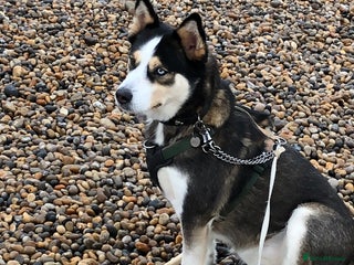 Mixed Breed dogs Husky cross - Advert 18