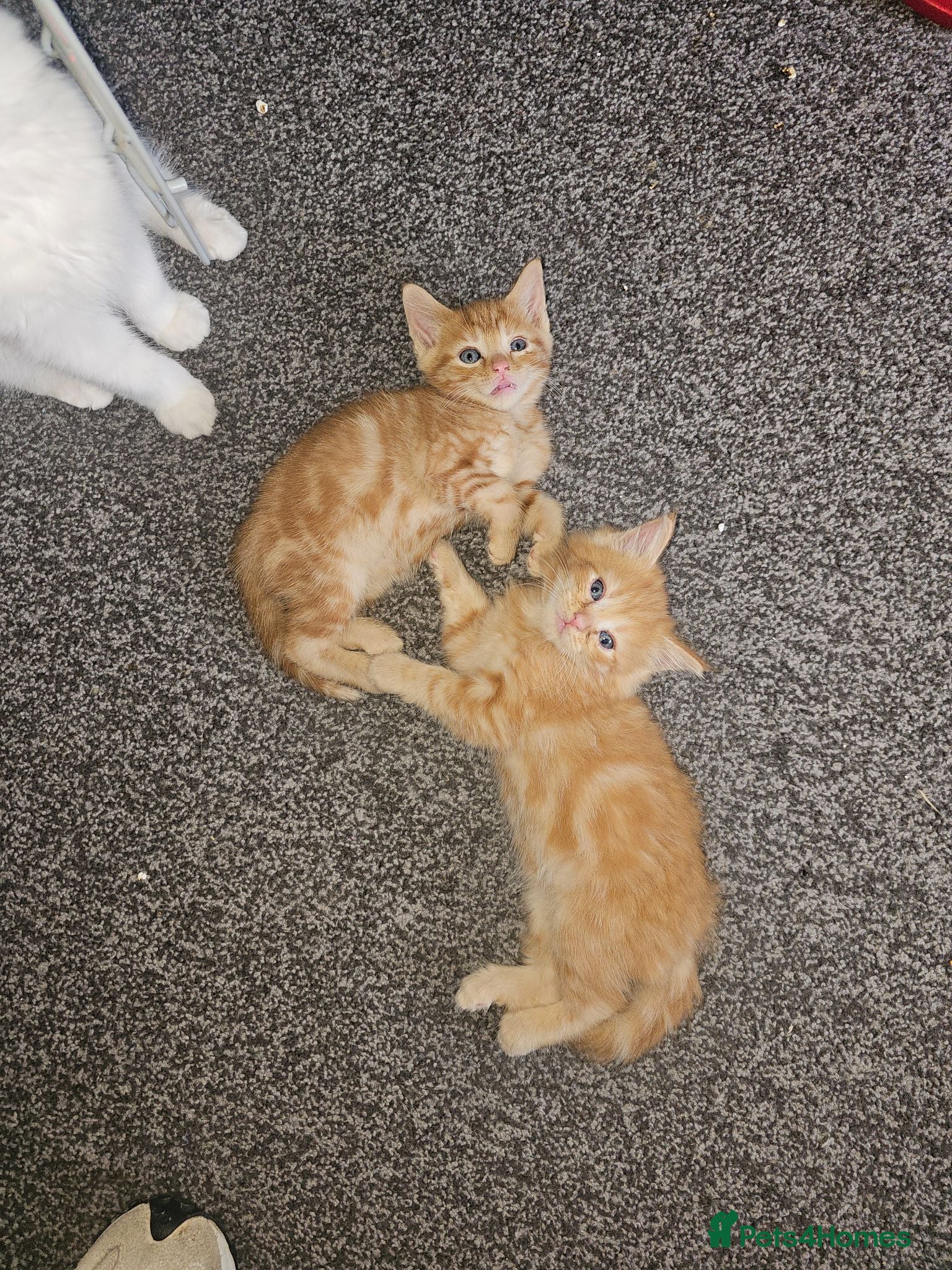 Mixed Breed cats 3 beautiful kittens left for sale 2g 1b  - Advert 1