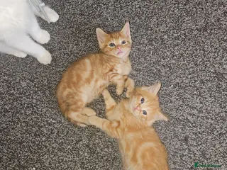Mixed Breed cats 3 beautiful kittens left for sale 2g 1b - Advert 1