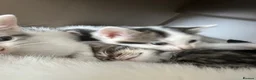 Mixed Breed cats for sale: Cute kittens - Advert 16