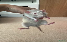 Rat rodents for sale: 3 dumbo rat girls in need of new home  - Image 3