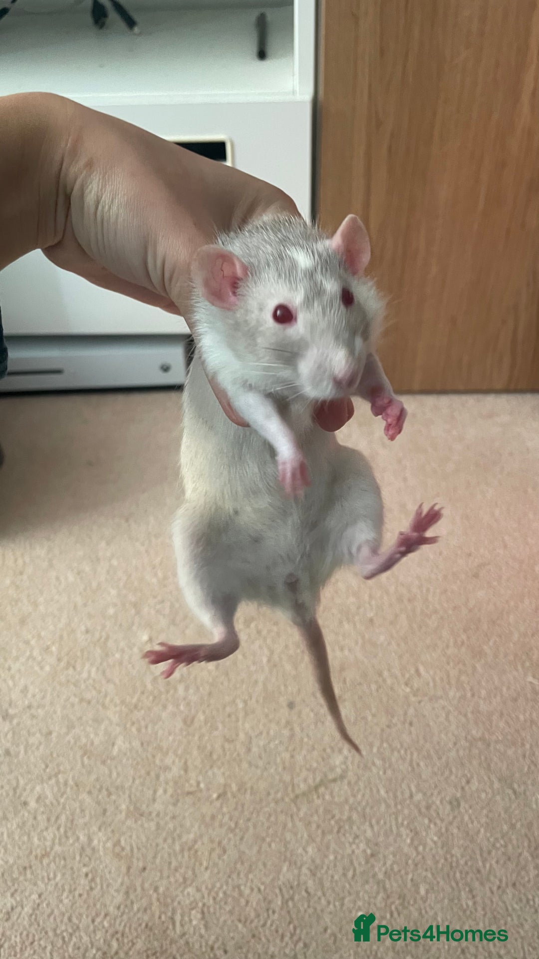 Rat rodents for sale: 3 dumbo rat girls in need of new home  - Image 3