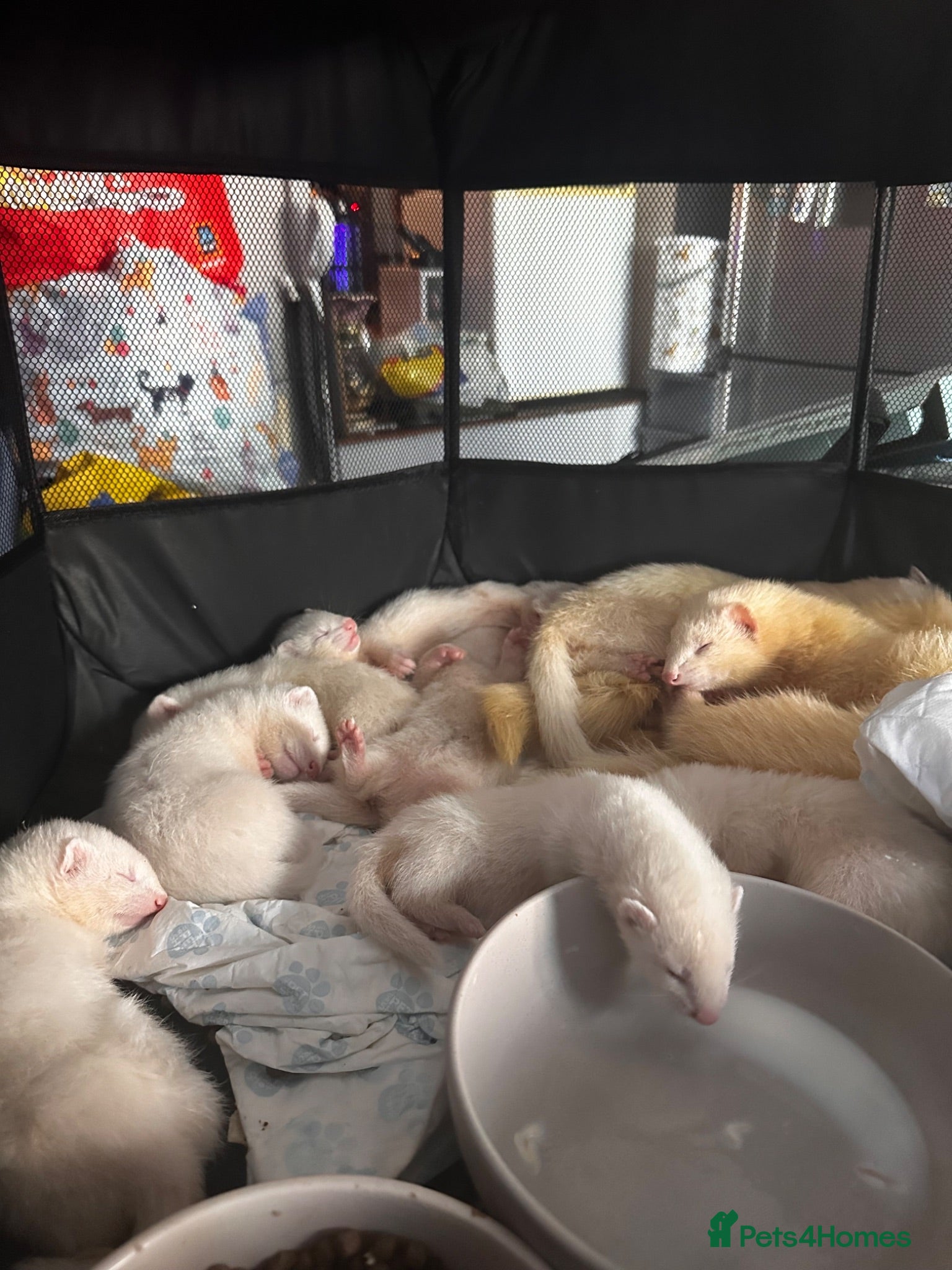 Ferret rodents  white albino ferrets - Advert 5