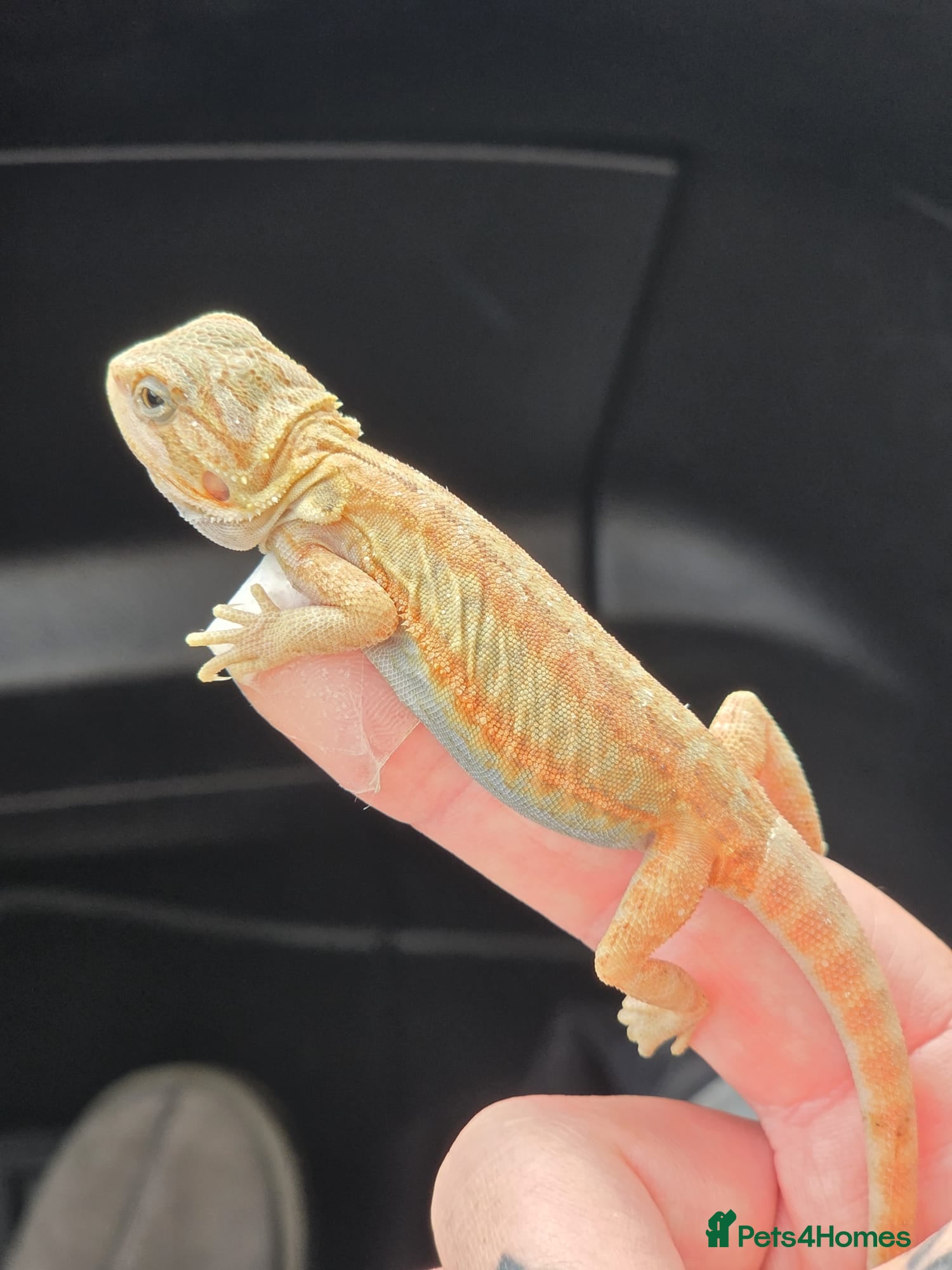 Bearded Dragon reptiles Bearded dragon babies  - Advert 6