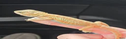 Bearded Dragon reptiles for sale: Bearded dragon babies  - Advert 1