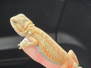 Bearded Dragon reptiles Bearded dragon babies - Advert 6