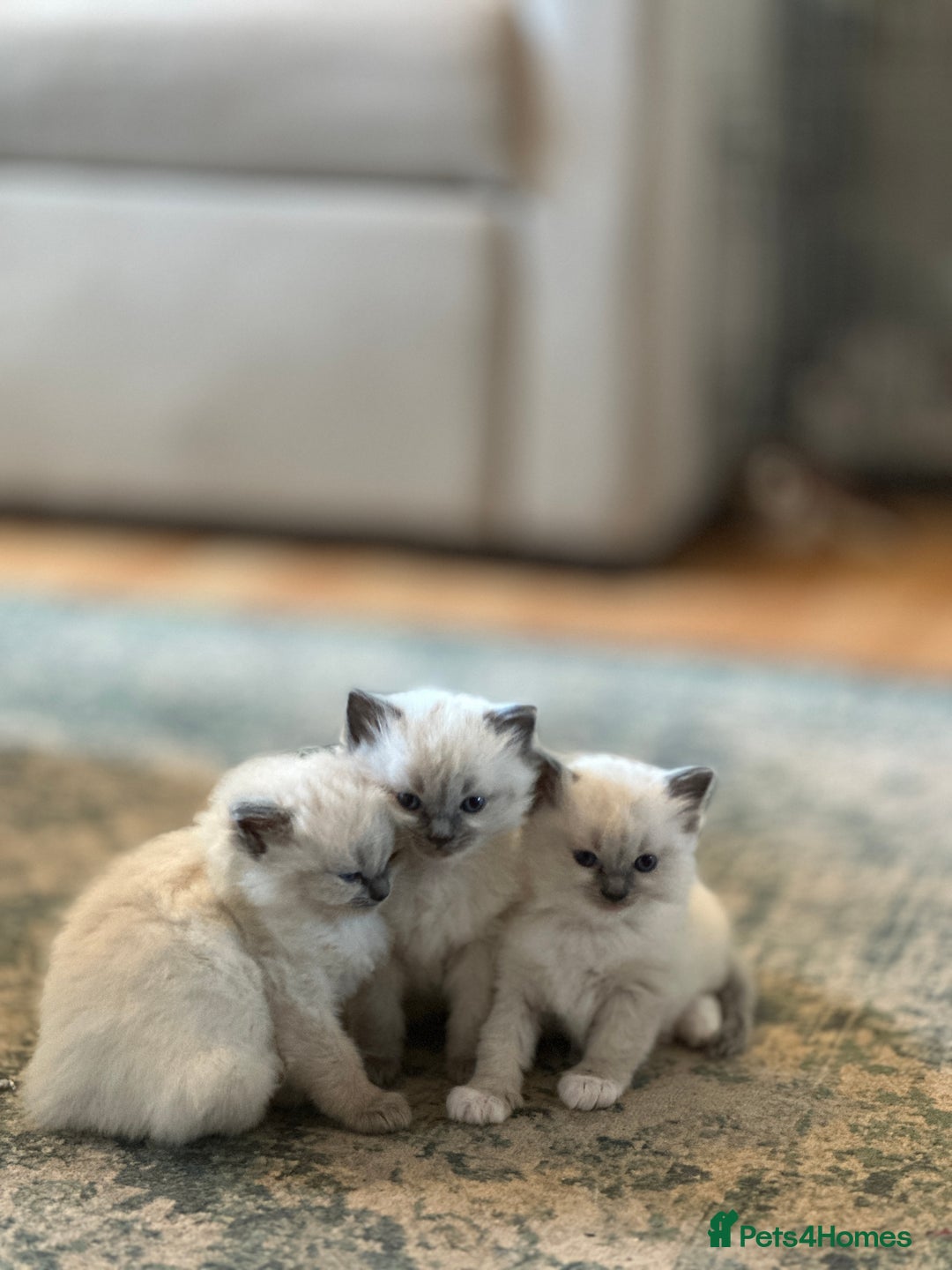 Ragdoll cats for sale: Exceptional Quality Ragdoll Kittens - Image 7