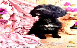 Cockapoo dogs for sale: Quality F1 Cockapoo Puppies GIRLS Various pricing  - Image 31