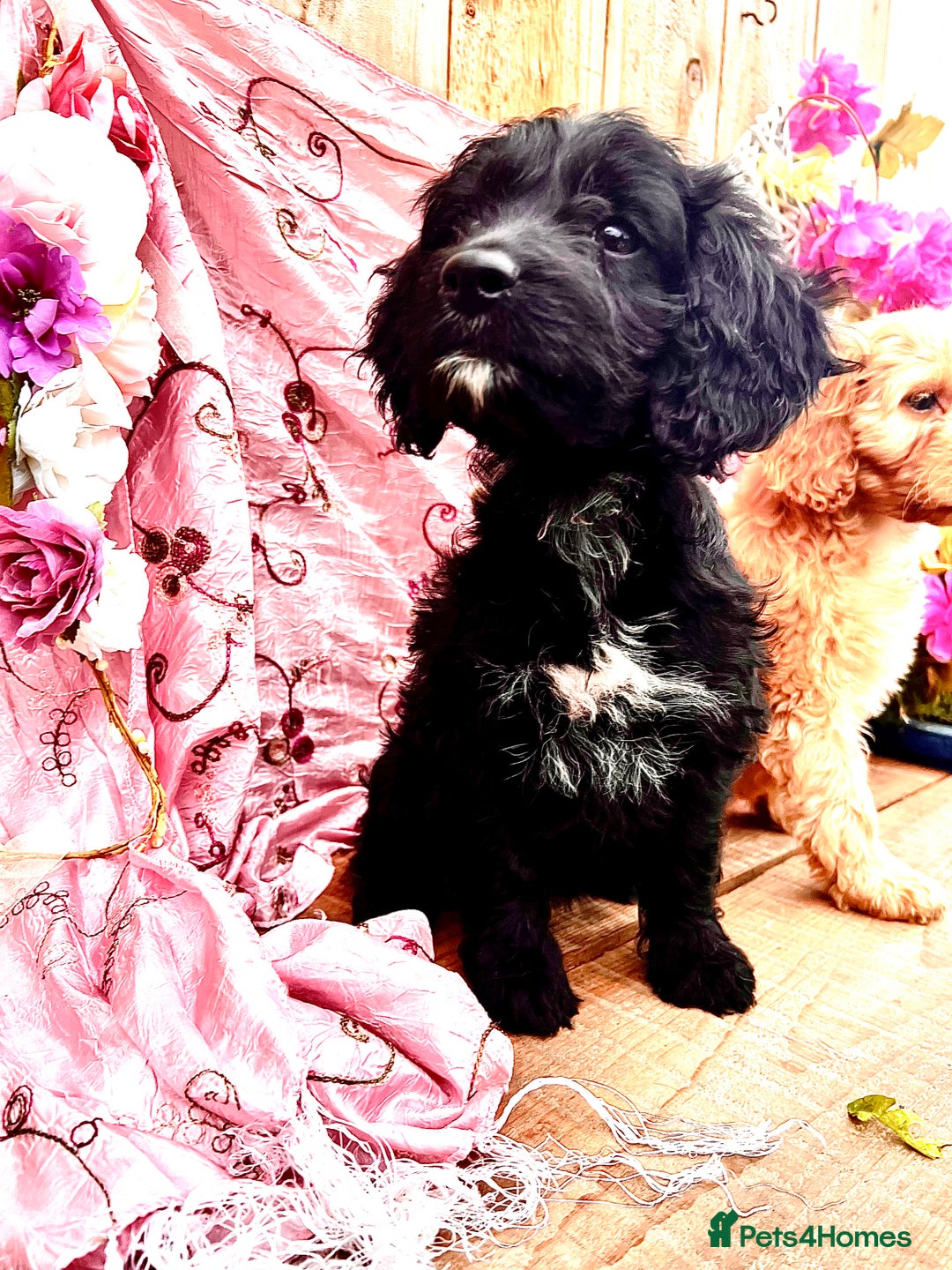 Cockapoo dogs for sale: Quality F1 Cockapoo Puppies GIRLS Various pricing  - Image 31
