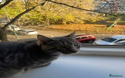Domestic Shorthair cats for sale: 1 year old cat for sale £100.00  - Image 1