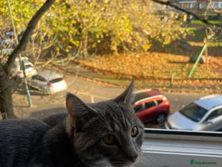 Domestic Shorthair cats 1 year old cat for sale £100.00 - Advert 4