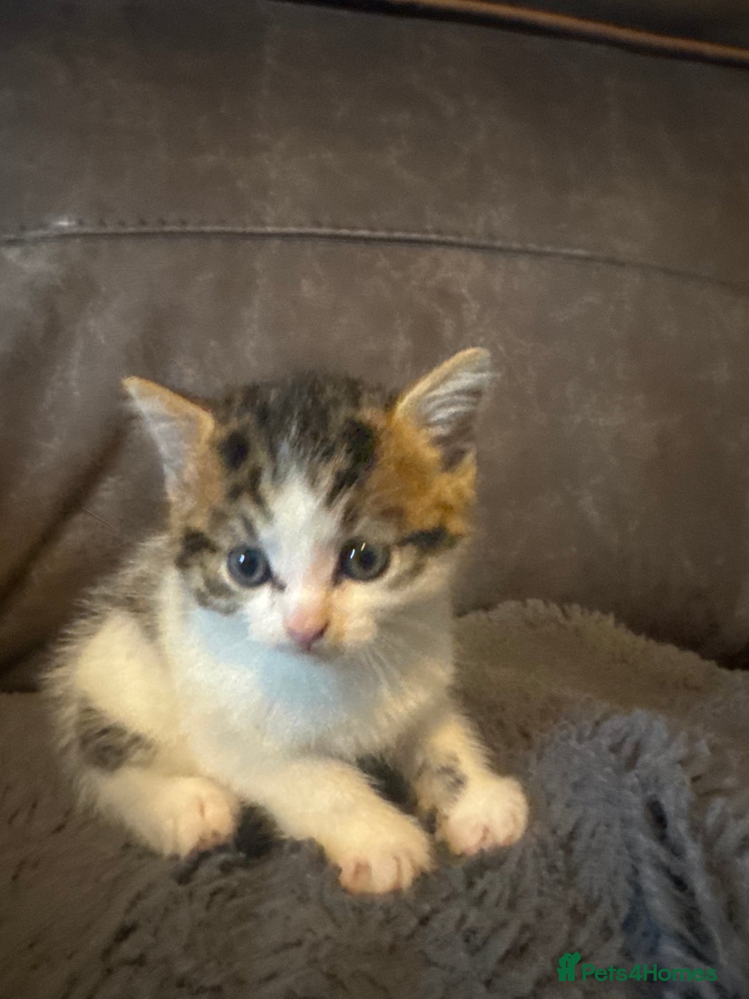 Mixed Breed cats for sale: Boy and girl kitten boy  - Image 3