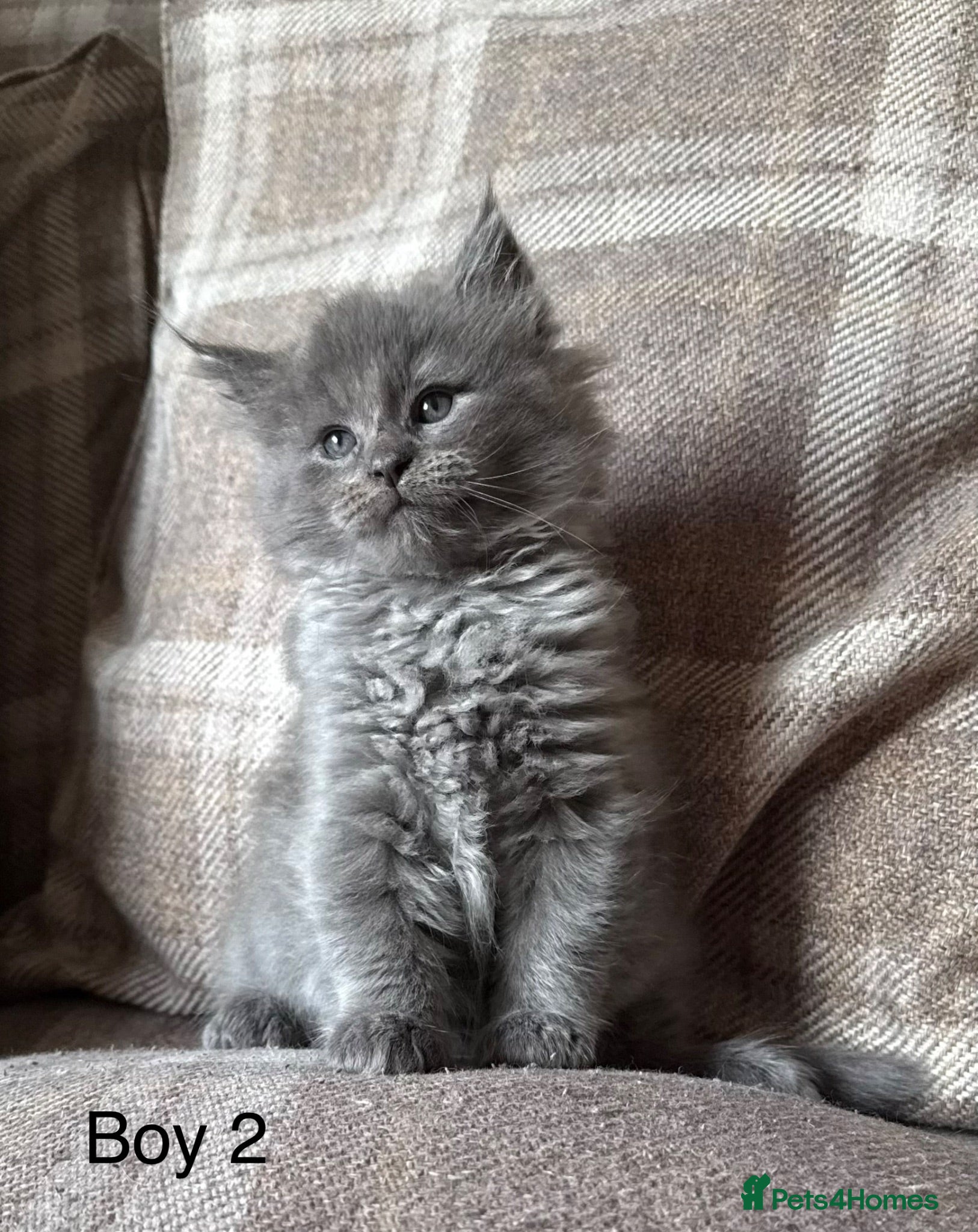 Mixed Breed cats Ragcoon Kittens - Advert 6