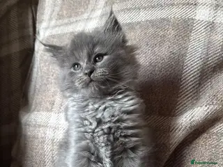 Mixed Breed cats Ragcoon Kittens - Advert 6