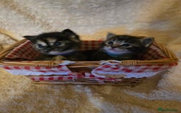 Mixed Breed cats for sale: The Fab Four - Advert 22