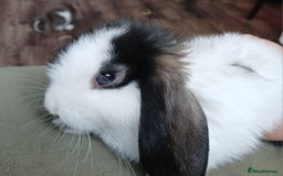 Mini Lop rabbits for sale: Mini Lop Boys  Ready for Loving Homes - Image 4