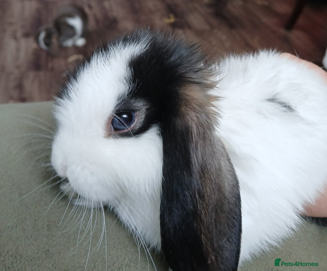 Mini Lop rabbits for sale: Mini Lop Boys  Ready for Loving Homes - Image 4