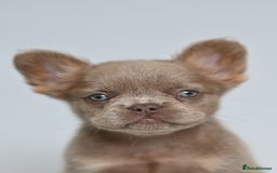 French Bulldog dogs for sale: Fluffy French Bulldogs/DNA Tested Parents  - Image 31