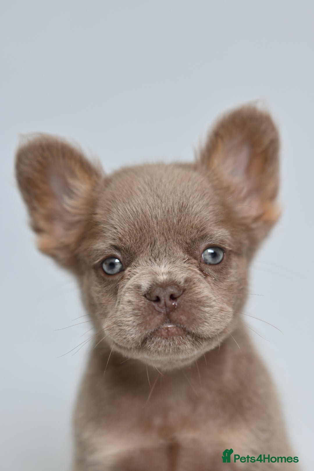 French Bulldog dogs for sale: Fluffy French Bulldogs/DNA Tested Parents  - Image 31