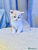 British Shorthair cats Handsome British Shorthair Kittens - Advert 3