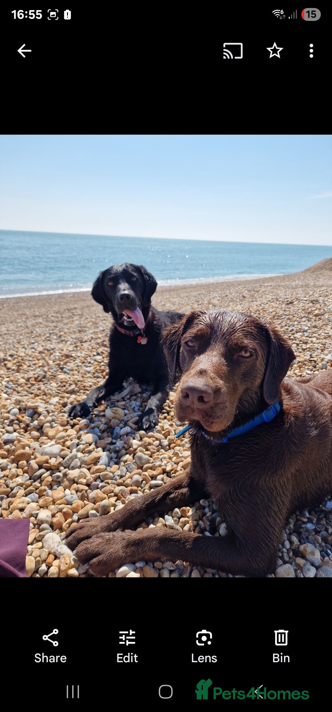 Labrador Retriever dogs for stud: 😍KC registered proven boy ready for stud🐶 - Image 5