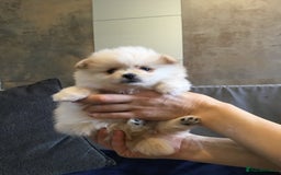 Pomeranian dogs for sale: Pure Pomeranian Puppies - Image 6