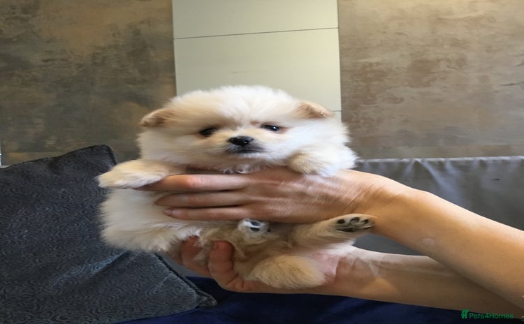 Pomeranian dogs - Advert 10