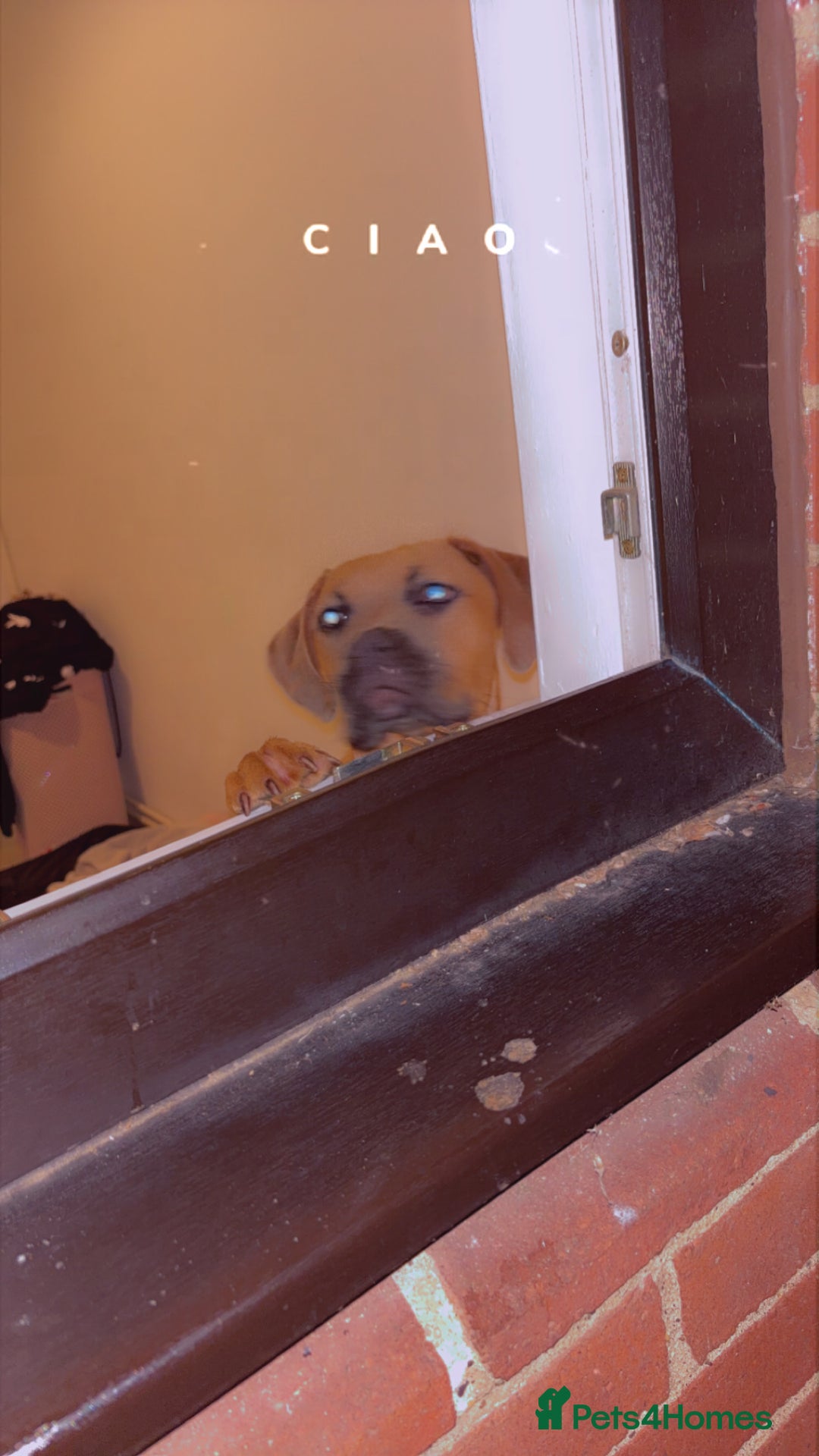 Mixed Breed dogs for sale: Cane corso  ** tiff  - Advert 6