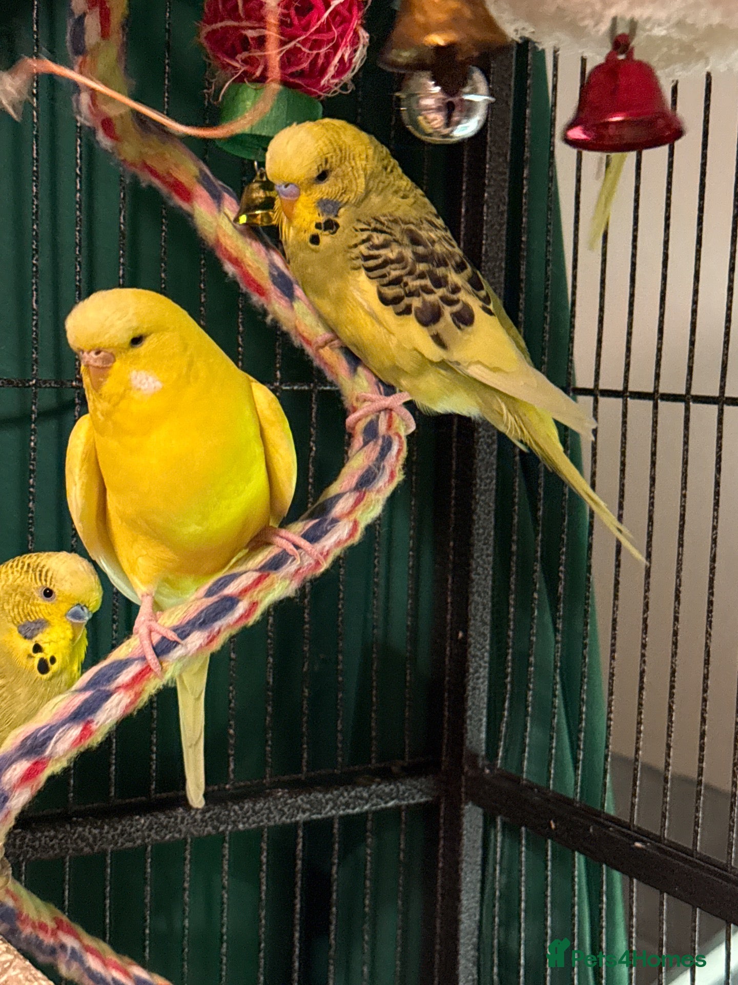 Budgerigars birds  Bonded 5 month old budgies, male & female  - Advert 2