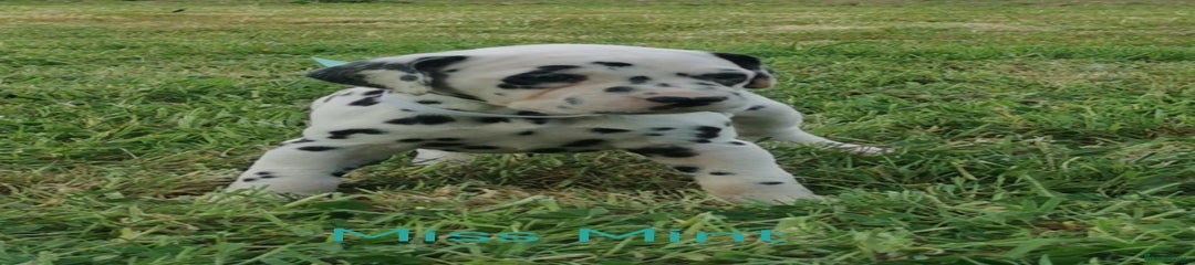 Dalmatian Puppy 5