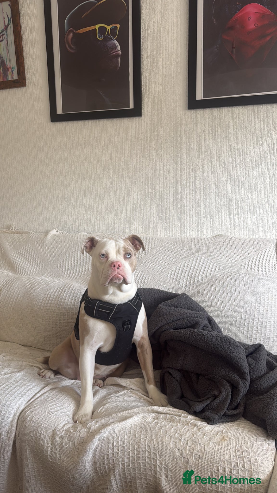 American Bully dogs American pocket bully - Advert 5