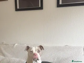 American Bully dogs American pocket bully - Advert 1