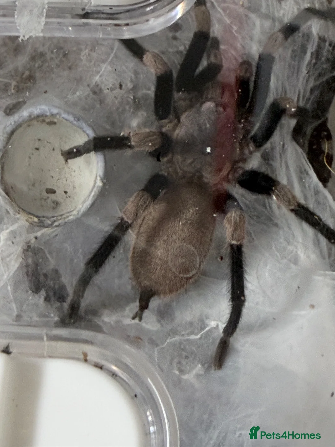 Spiders invertebrates for sale: I have six one year old mixed tarantulas for sale  - Advert 6