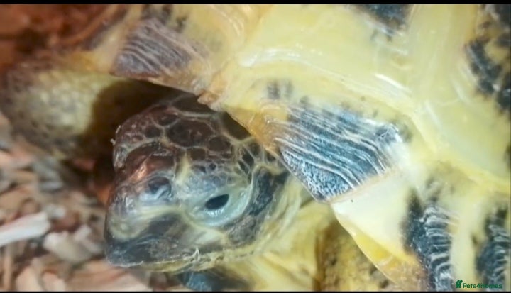 Tortoise reptiles Male Tortoise WITH EVERYTHING  - Advert 1