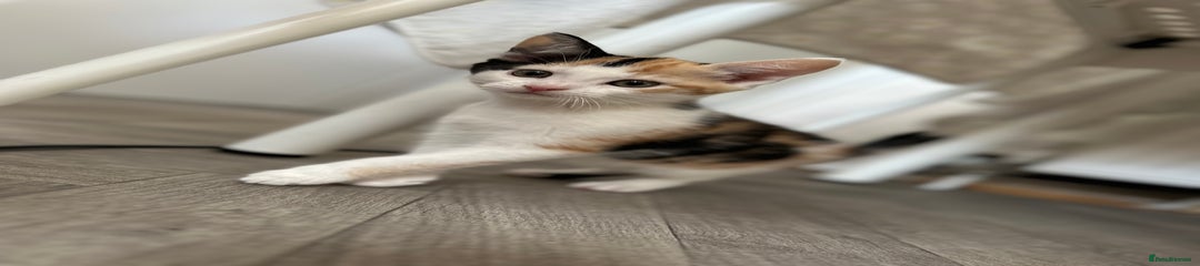 Coda