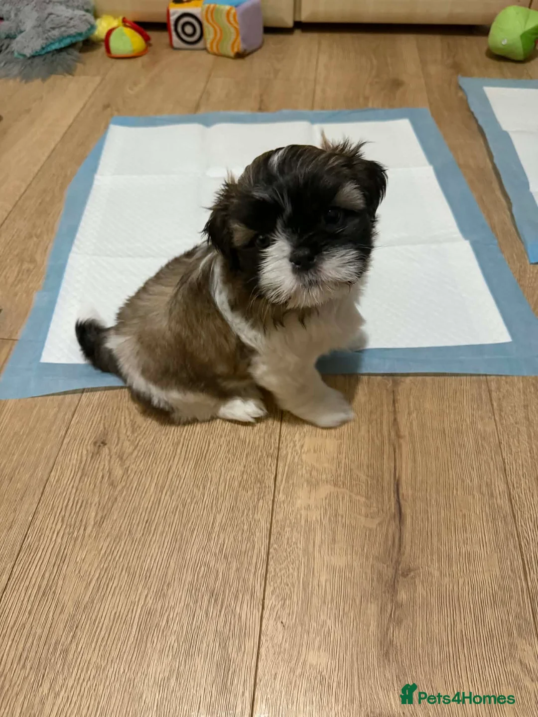 Shih Tzu dogs for sale: Beaty Little boy  - Advert 4