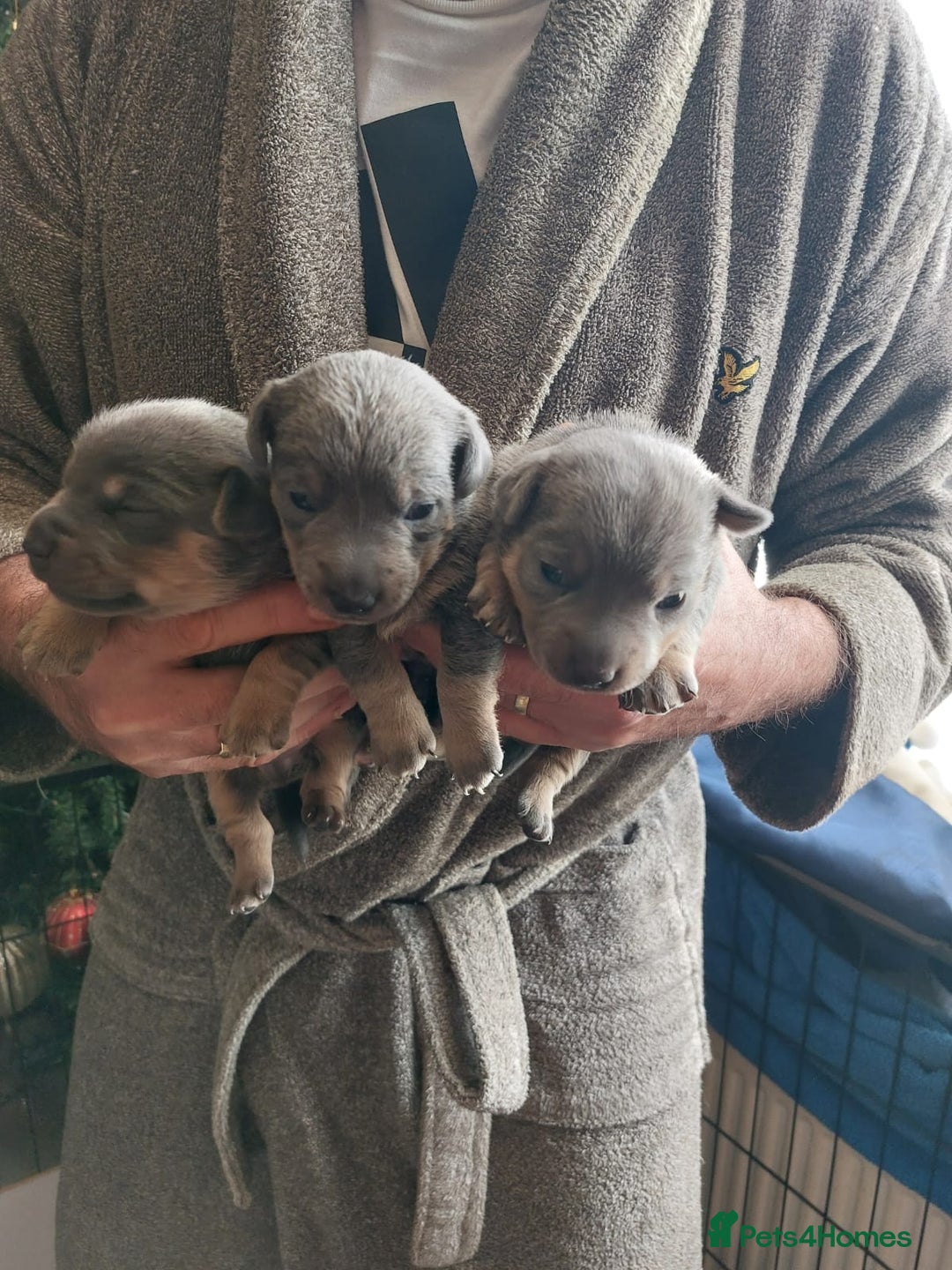 Jack Russell dogs for sale: Beautiful Lilac/ blue jack russell puppies - Advert 2