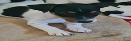 Jack Russell dogs for sale: Jack Russell puppies  in Ashford - Advert 16