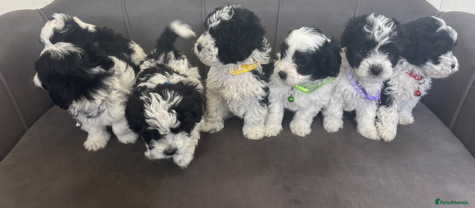 Maltipoo dogs Gorgeous Maltipoo Pups - Advert 2