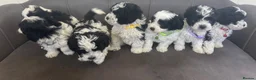 Maltipoo dogs for sale: Gorgeous Maltipoo Pups - Advert 2