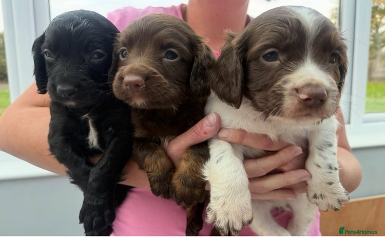 Sprocker dogs - Advert 1