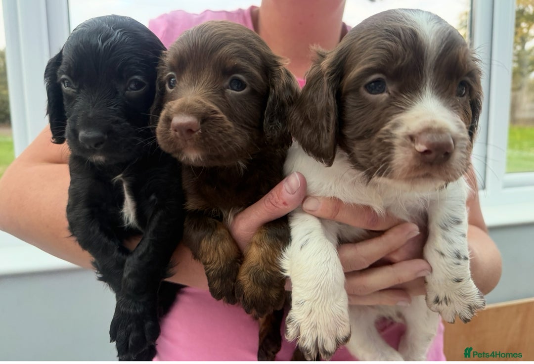Sprocker dogs for sale: A beautiful litter 11 Sprocker Spaniel Puppies .   - Image 1